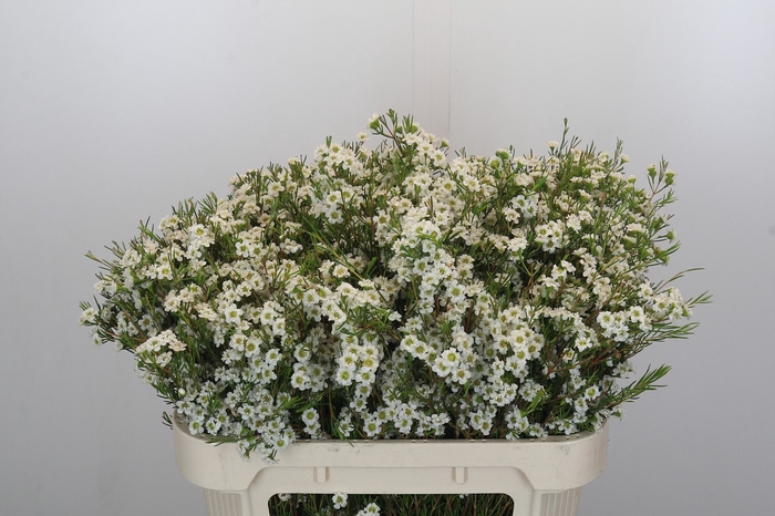<h4>Chamelaucium Dancing Queen White</h4>