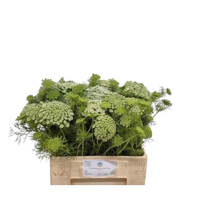 AMMI VISNAGA