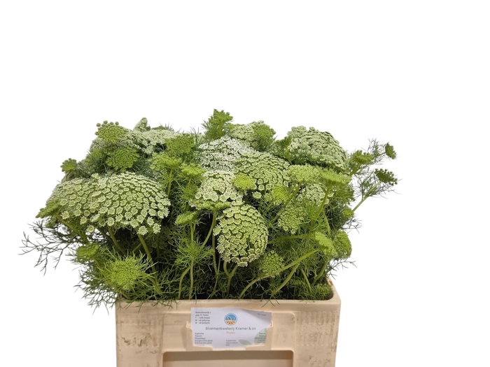 <h4>AMMI VISNAGA</h4>