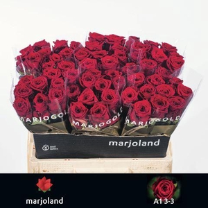 ROSA GR 'RED NAOMI' R GR RED NAOMI!