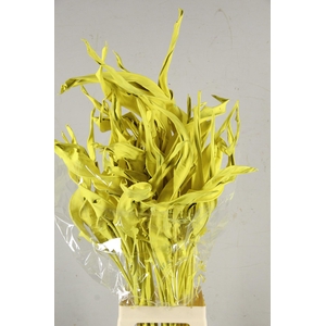 DF Strelitzia Leaf Champagne