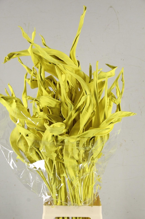 <h4>DF Strelitzia Leaf Champagne</h4>