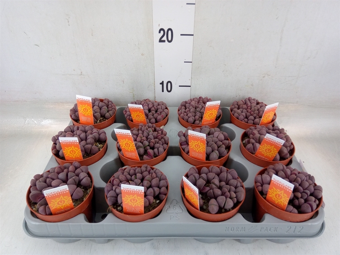 <h4>Lithops sp.</h4>