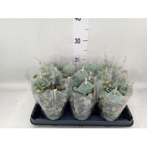 Ceropegia woodii ssp. woodii