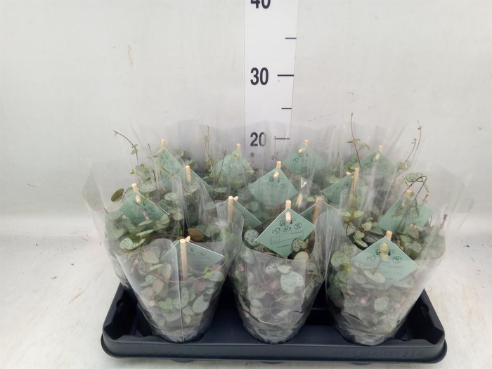 <h4>Ceropegia woodii ssp. woodii</h4>