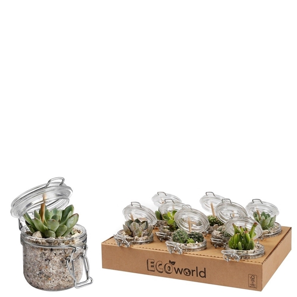 <h4>Ecoworld cactus & succulent weckpotje</h4>