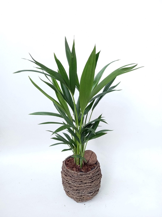 <h4>Kentia sb001 mandje</h4>