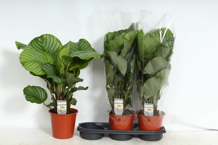 <h4>CALAT ORBIFOLIA</h4>