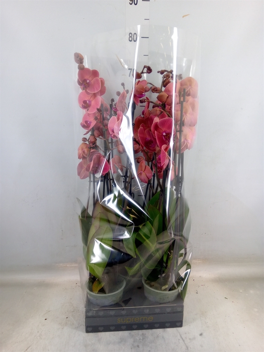 <h4>Phalaenopsis  'Asian Coral'</h4>