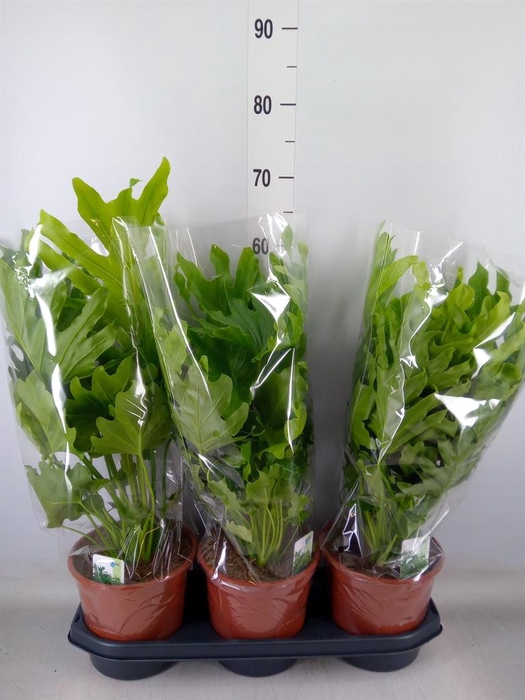 <h4>Philodendron   ...</h4>