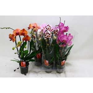 PHAL EL CASCADE