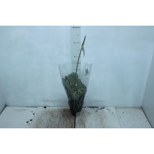 ANTH CLARINERVIUM P12