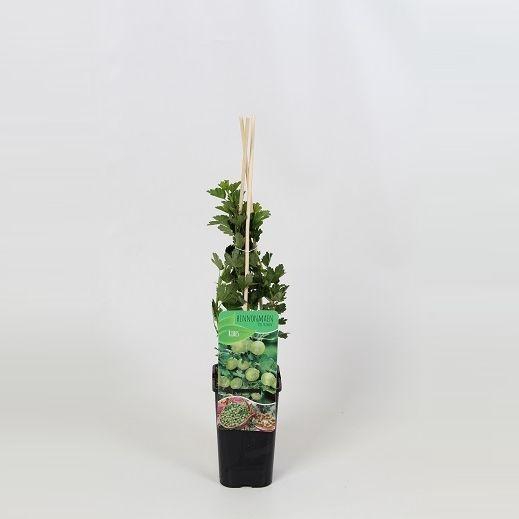 <h4>Ribes uva crispa groen</h4>