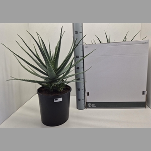 ALOE ARBORESCENS