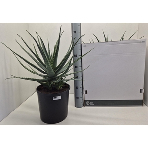 ALOE ARBORESCENS