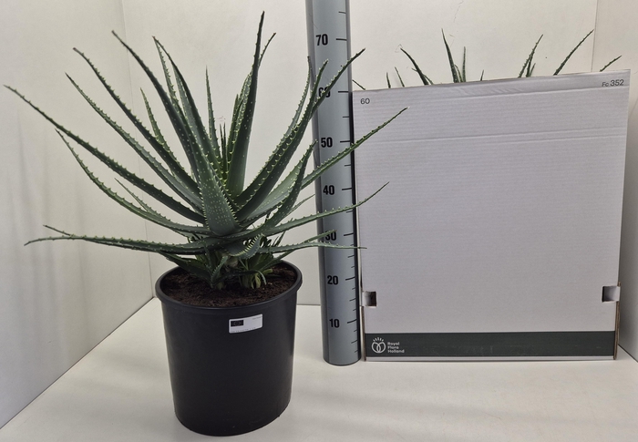<h4>ALOE ARBORESCENS</h4>