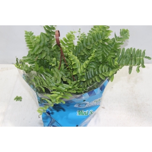 SAMAMBAIA DALLAS MINI C18