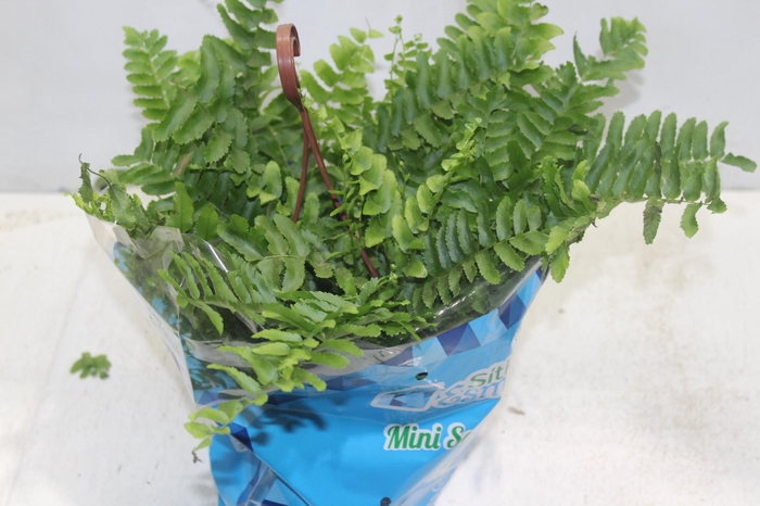 <h4>SAMAMBAIA DALLAS MINI C18</h4>