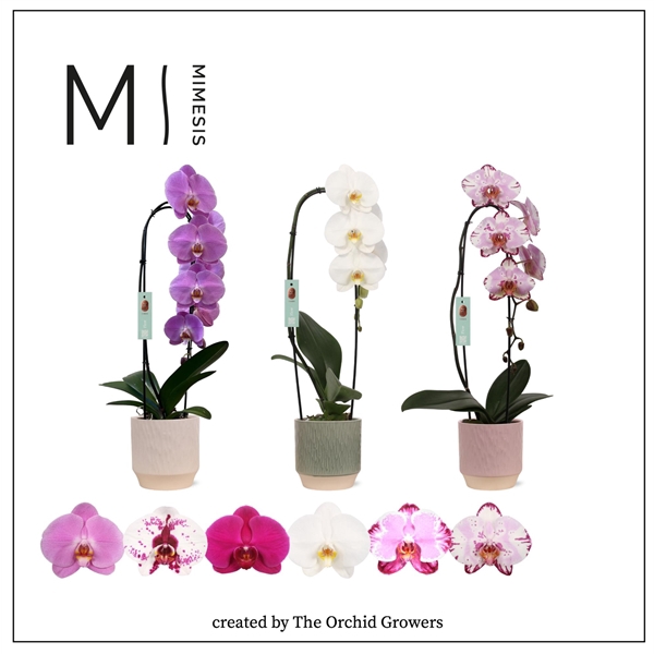 <h4>Mimesis Phal. Flow Mix - 1 spike 12cm in Luna mix ceramic</h4>