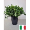 EUC PARVIFOLIA PER STEEL-IT-