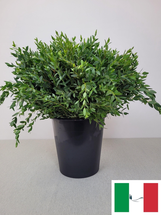 <h4>EUC PARVIFOLIA PER STEEL-IT-</h4>