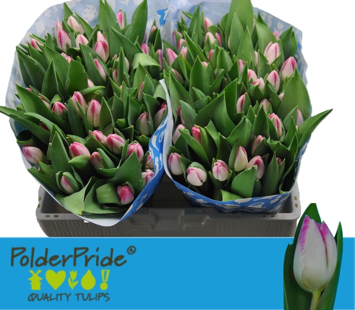 <h4>TU EN SINFONIE</h4>