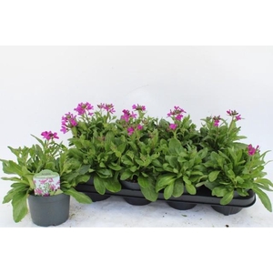 ARABIS BL FRUHLINGSZ