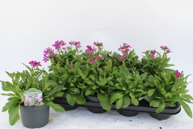 <h4>ARABIS BL FRUHLINGSZ</h4>