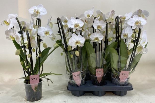 <h4>PHAL AN LEEDS</h4>