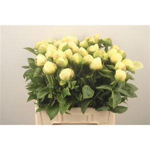 Paeo L Lemon Chiffon