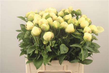 <h4>Paeo L Lemon Chiffon</h4>
