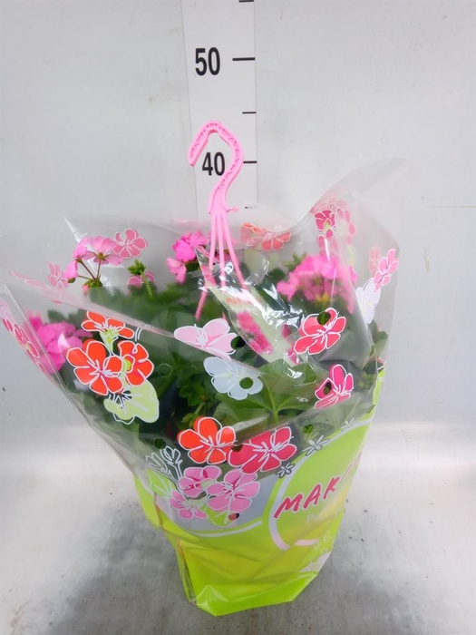 <h4>Pelargonium p.x z. 'Marcada Pink'</h4>