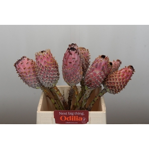 Protea Barbigera White No leaves