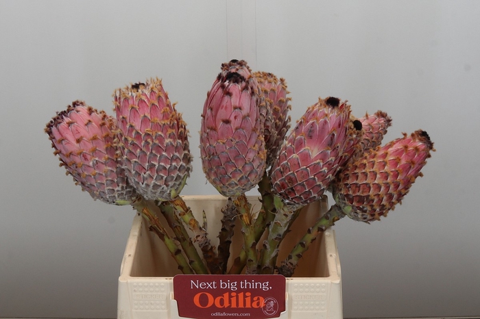 <h4>Protea Barbigera White No leaves</h4>