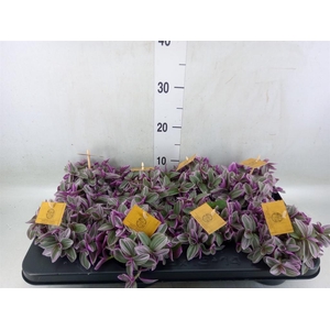 Tradescantia cerinth. 'Sweetness'