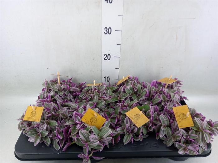<h4>Tradescantia cerinth. 'Sweetness'</h4>