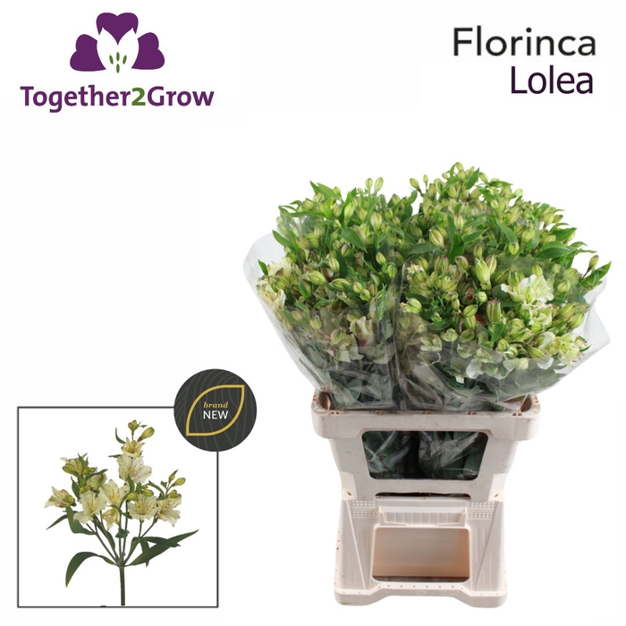 <h4>Alstroemeria Lolea Water x60</h4>