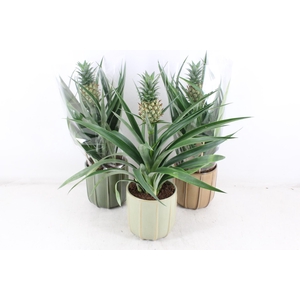 arr3 BS - Ker. Peru mix ananas