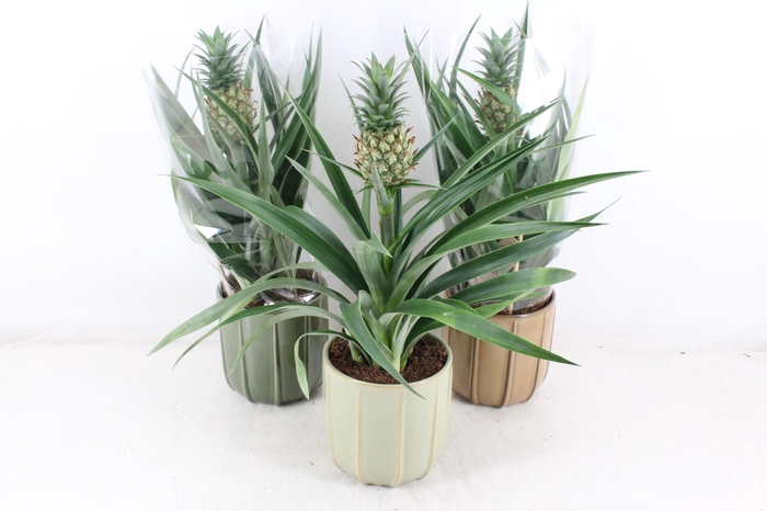 <h4>arr3 BS - Ker. Peru mix ananas</h4>