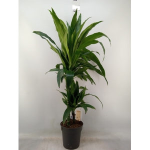 Dracaena frag. 'Janet Craig'