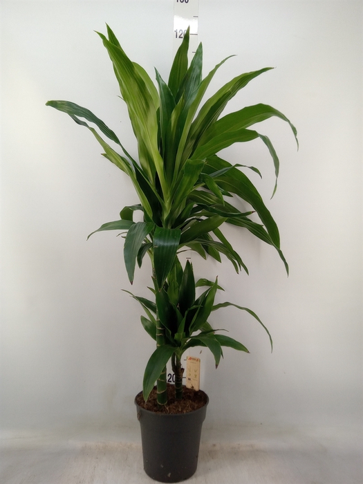 <h4>Dracaena frag. 'Janet Craig'</h4>