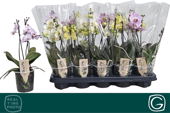 <h4>PHAL MF GEM 3 KL</h4>