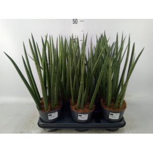 Sansevieria cyl.  ...