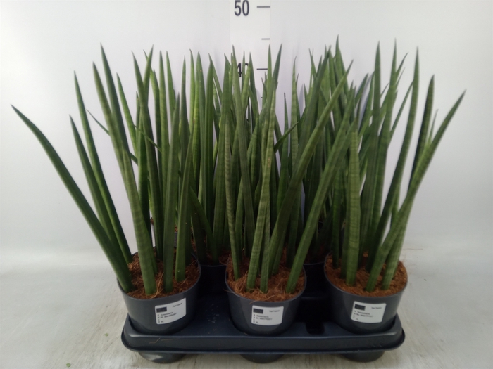 <h4>Sansevieria cyl.  ...</h4>