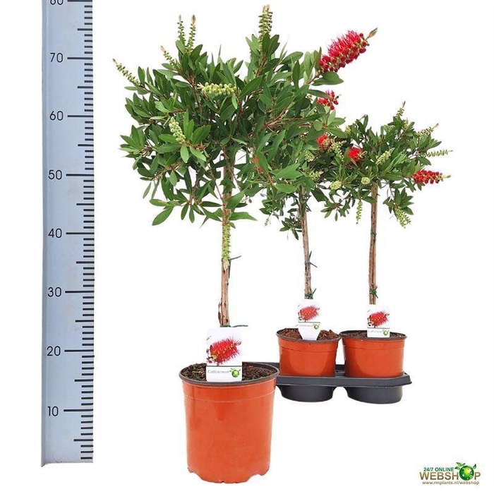 <h4>CALLISTEMON CITRINUS</h4>