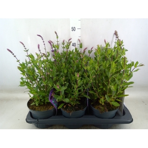 Salvia nemorosa 'Amethyst'