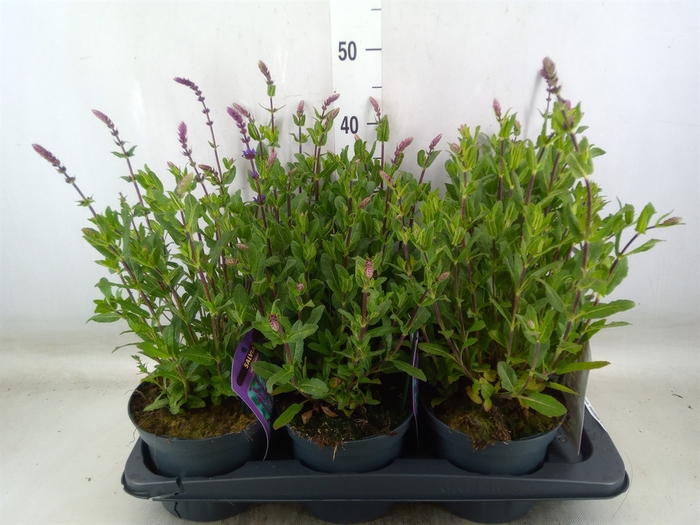 <h4>Salvia nemorosa 'Amethyst'</h4>