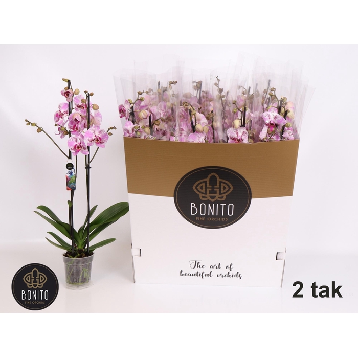 <h4>PHAL AN SEVILLA</h4>