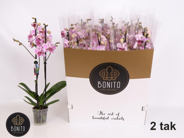 <h4>PHAL AN SEVILLA</h4>