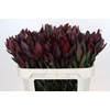 Leucadendron Saf Sunset Dark R.